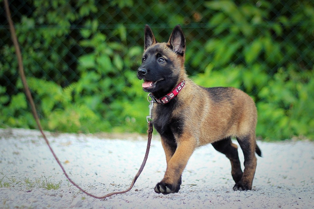 Belgian Shepherd - Dog, Breed, Dog breeds, Interesting, Description, Belgian shepherd, Malinois, Groenendael, Video, Longpost