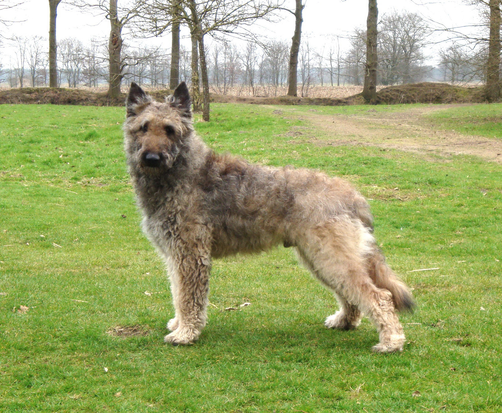 Belgian Shepherd - Dog, Breed, Dog breeds, Interesting, Description, Belgian shepherd, Malinois, Groenendael, Video, Longpost