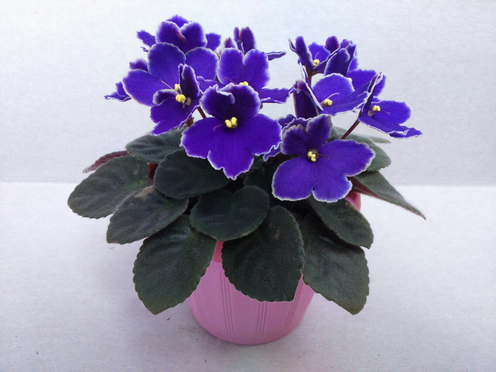 Violets. - Violets, Saintpaulia, Flowers, Bloom, Houseplants, Longpost