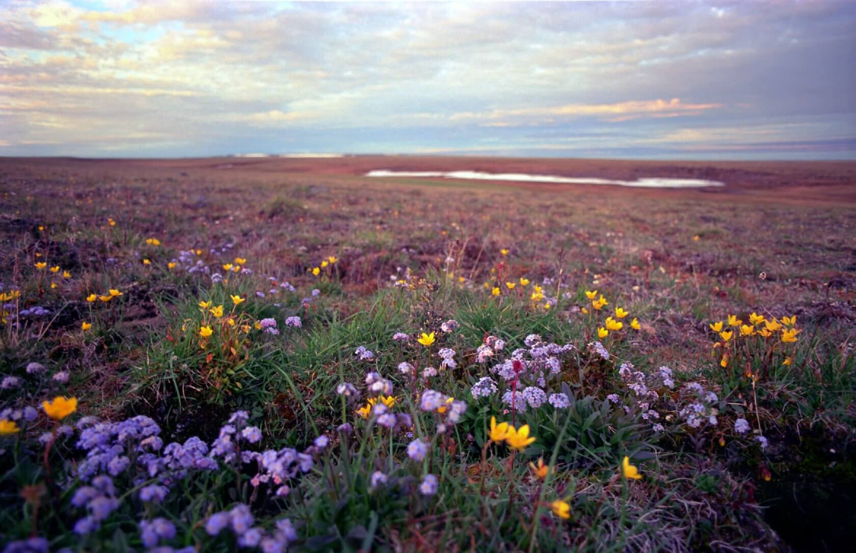 Nature reserves of Norilsk. Taimyr Peninsula. - My, Taimyr, Norilsk, Reserves and sanctuaries, Nature, Russia, Kola Peninsula, North, Talnakh, Longpost
