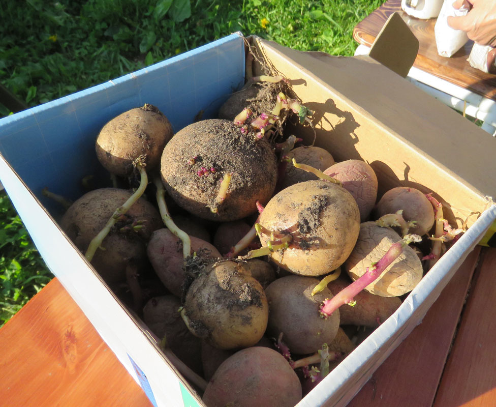 Growing potatoes in a special bag - My, Potato, Cardboard, Potatoes of Love, Longpost, cat