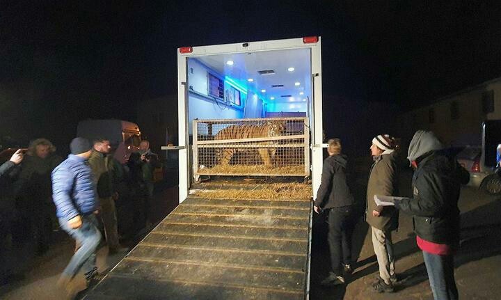 Results of the operation to rescue tigers stuck at the border - Tiger, Animals, The border, Poland, Cruelty, news, Longpost