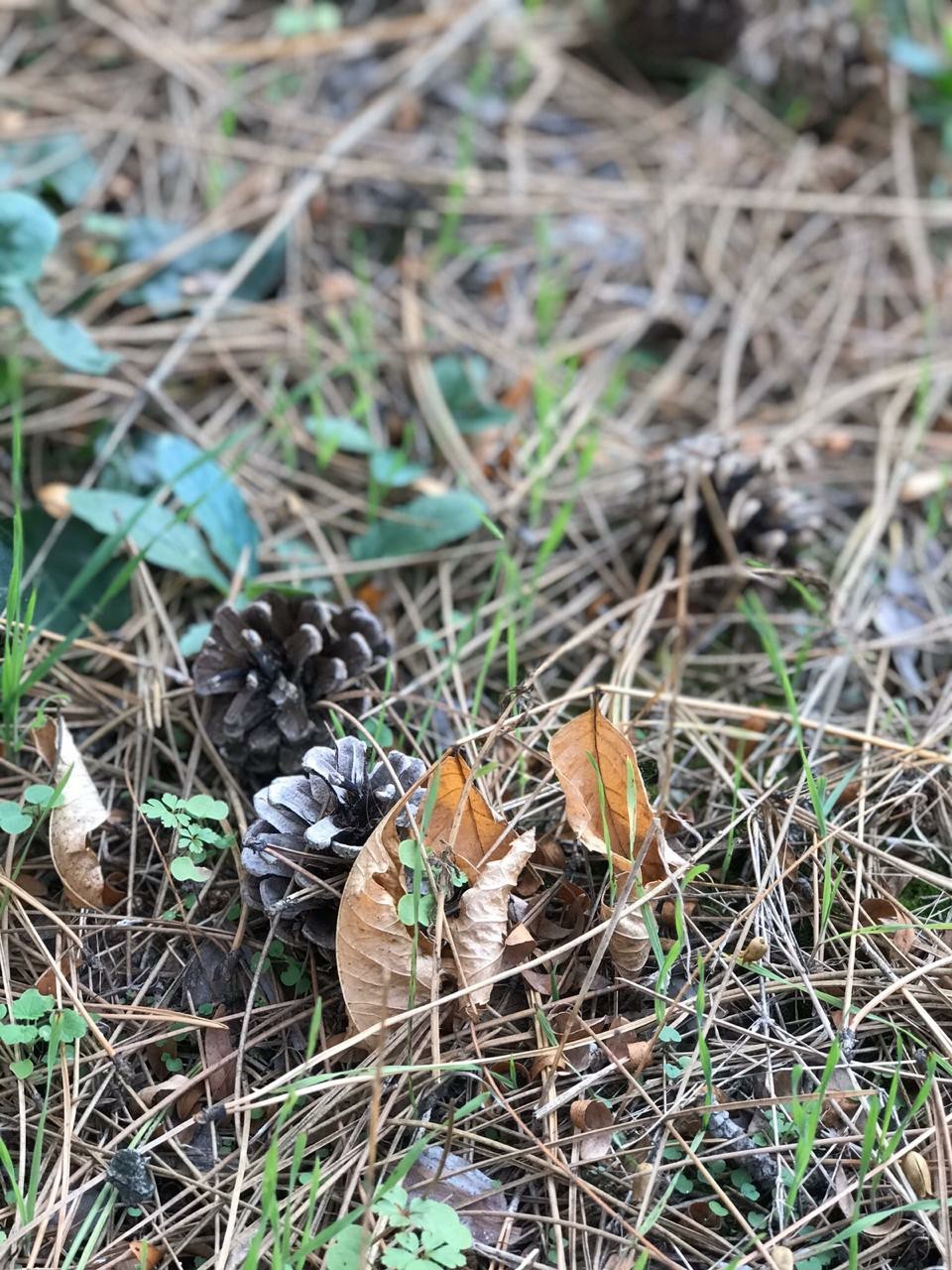 Autumn in the forest. - My, Forest, Autumn, Nature, Longpost