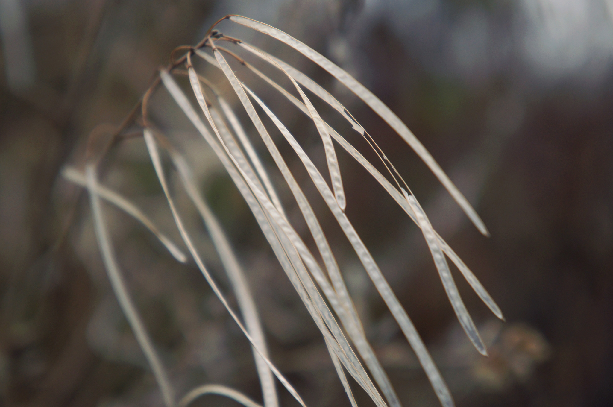 Silver Autumn - My, Autumn, Nature, October, The photo, Longpost