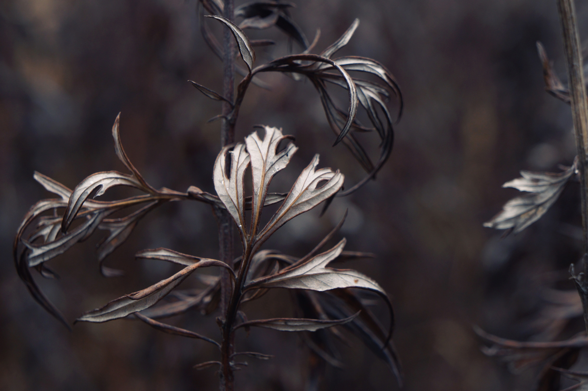 Silver Autumn - My, Autumn, Nature, October, The photo, Longpost