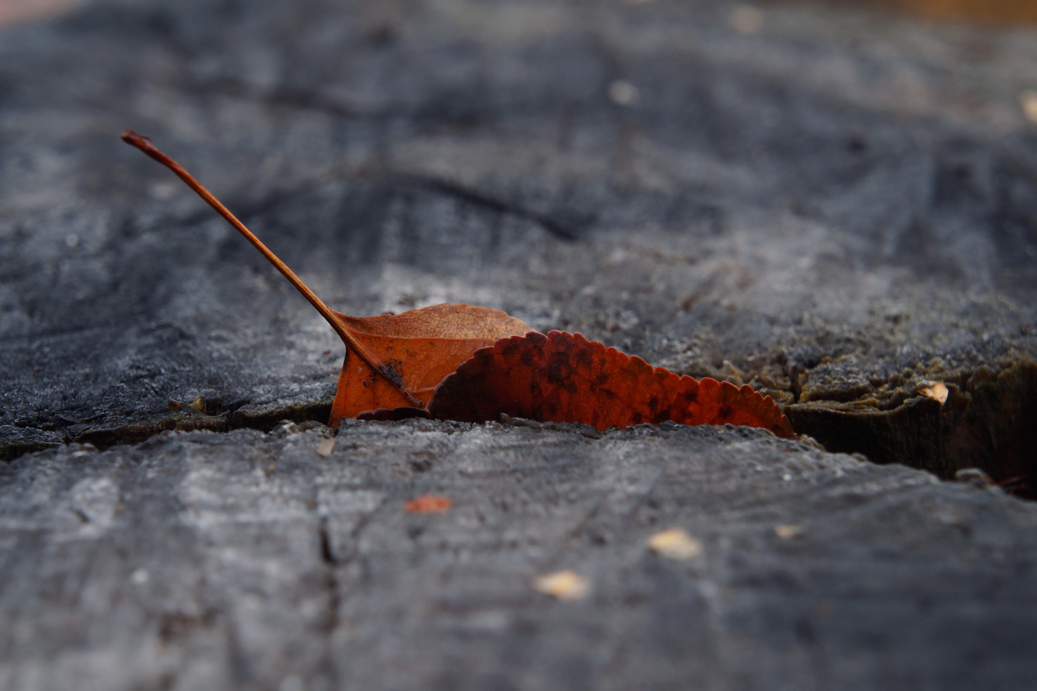 Silver Autumn - My, Autumn, Nature, October, The photo, Longpost