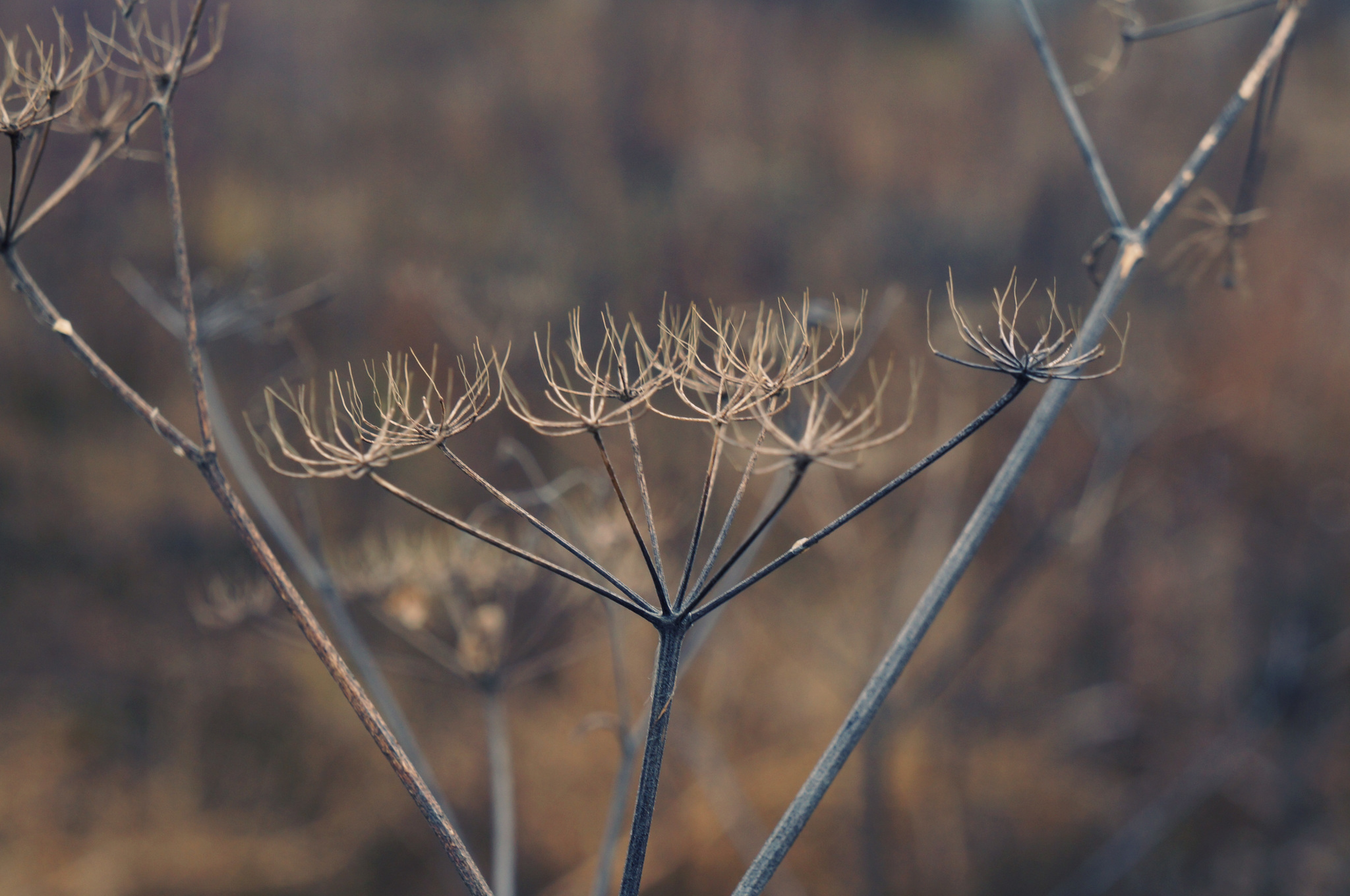 Silver Autumn - My, Autumn, Nature, October, The photo, Longpost