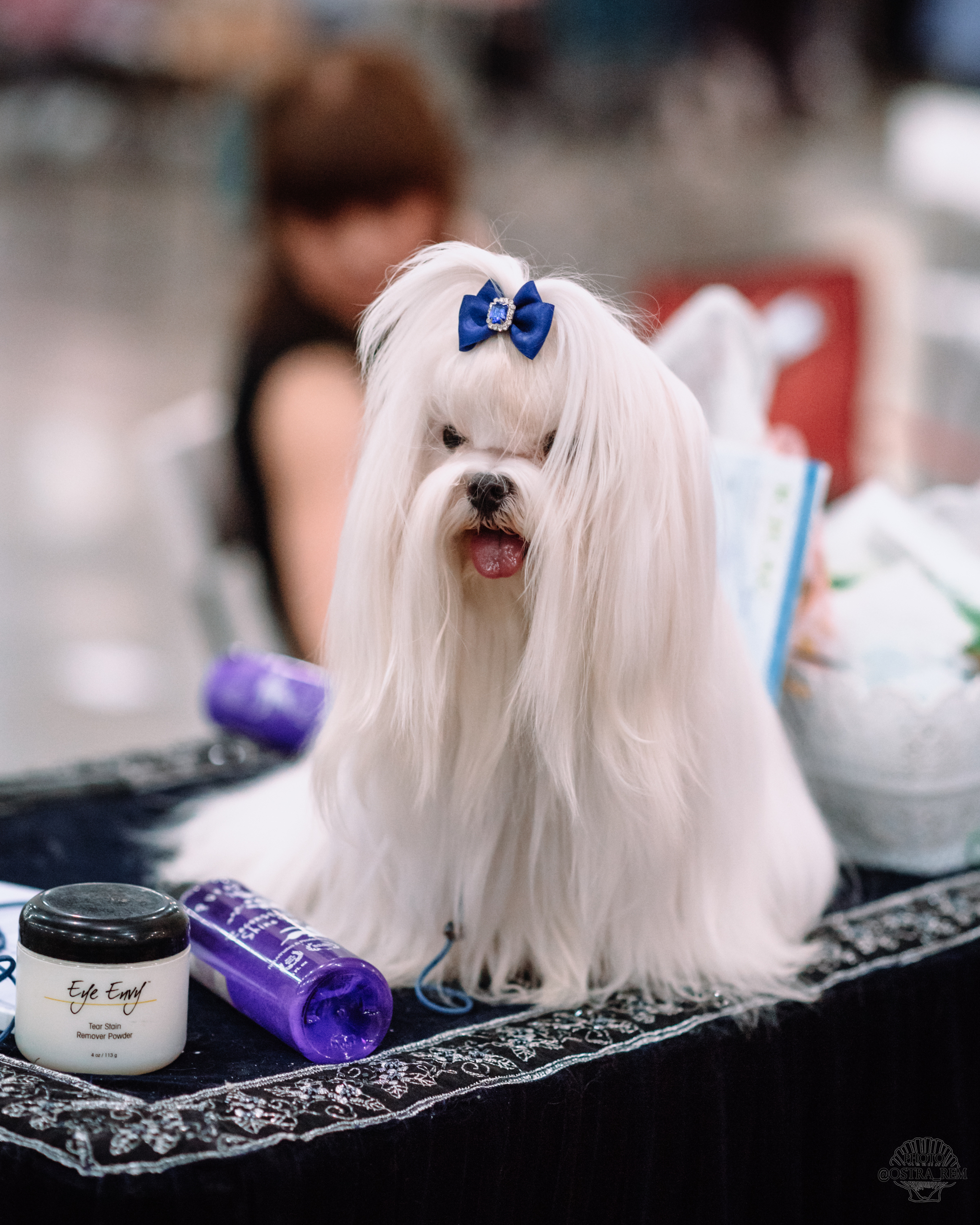 Dog show at Crocus Expo. - My, Dog, Dog breeds, The photo, Dog show, Milota, Nikon, Longpost