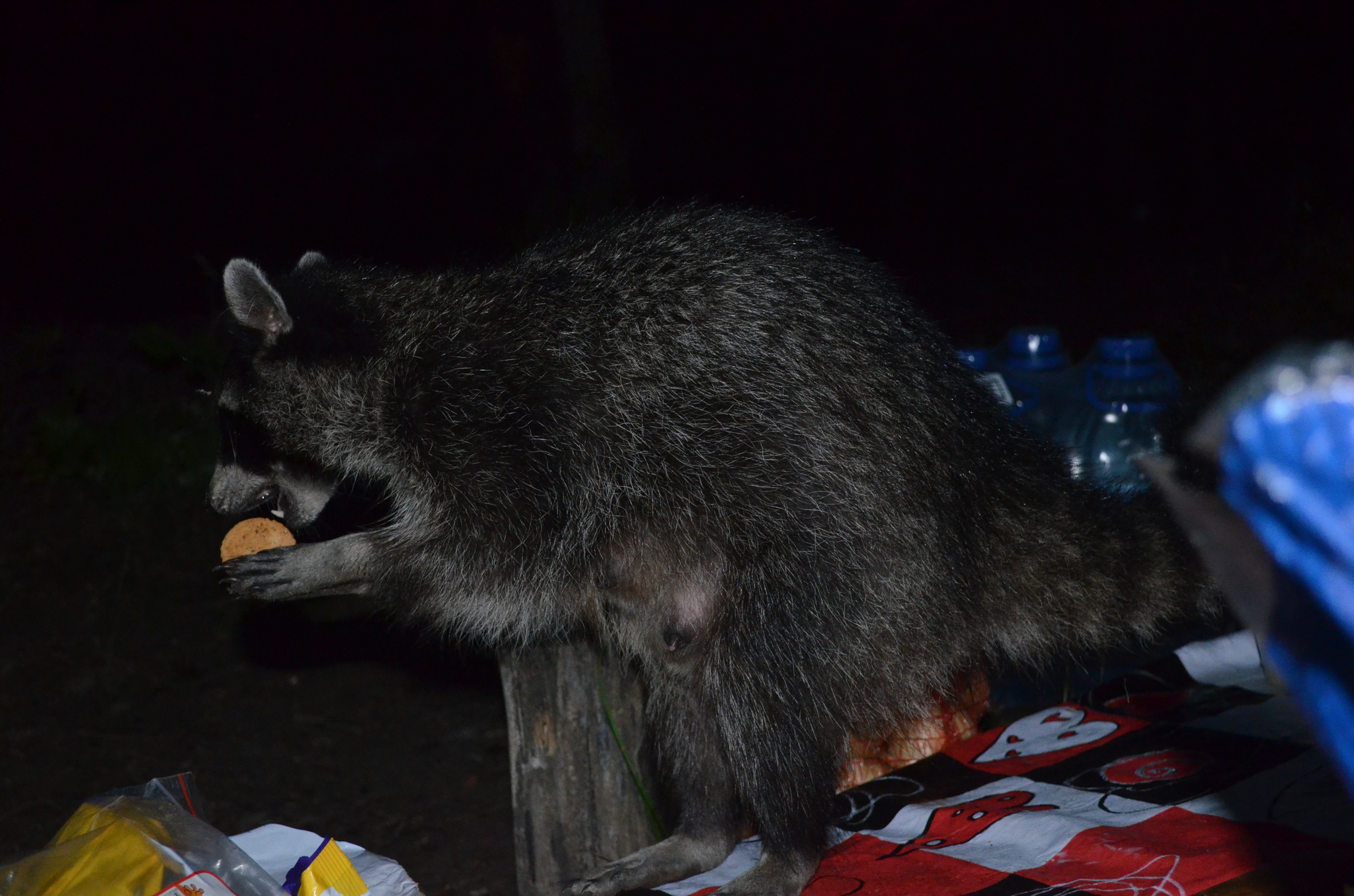 A raccoon came to visit us... - My, Raccoon, Little Raccoon, Everyone loves raccoons, Longpost