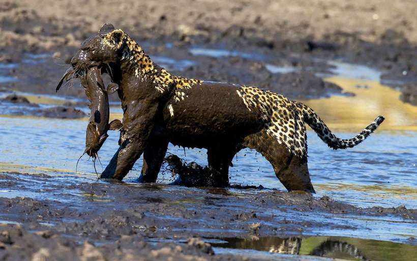 Leopard learns to catch catfish - Leopard, Hunting, wildlife, Catfish, Video, Longpost, Big cats, Wild animals, Africa