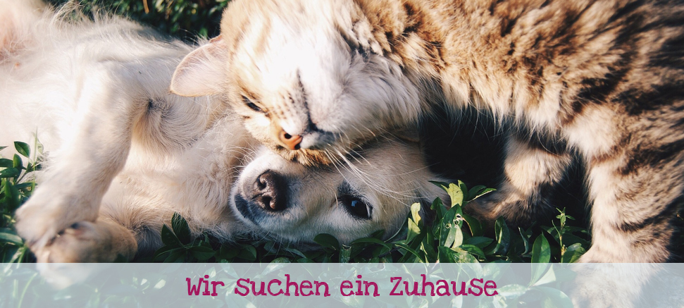 Animal shelters in Germany - Animal shelter, cat, Dog, Germany, Longpost