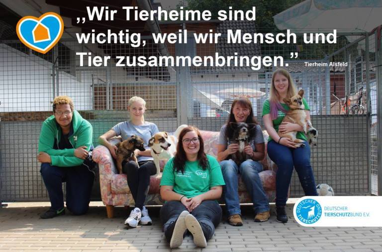 Animal shelters in Germany - Animal shelter, cat, Dog, Germany, Longpost