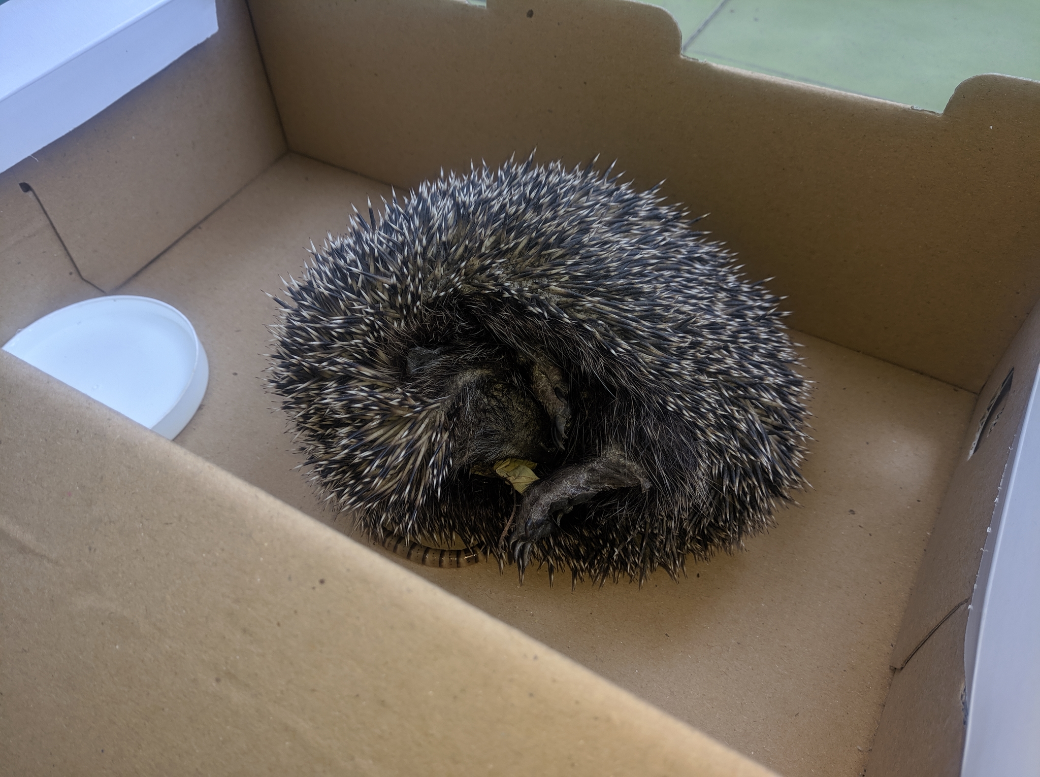 Wrinkled old lady - My, Hedgehog, Animal Rescue, Video, Photo on sneaker, Story, Longpost