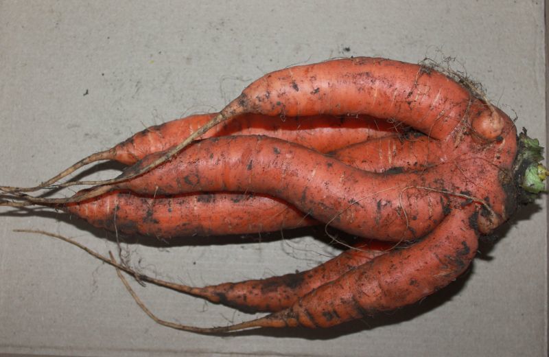 Carrot. Only carrots, and no strawberries. - My, Carrot, Harvest, Merry harvest, Fantasy, Longpost