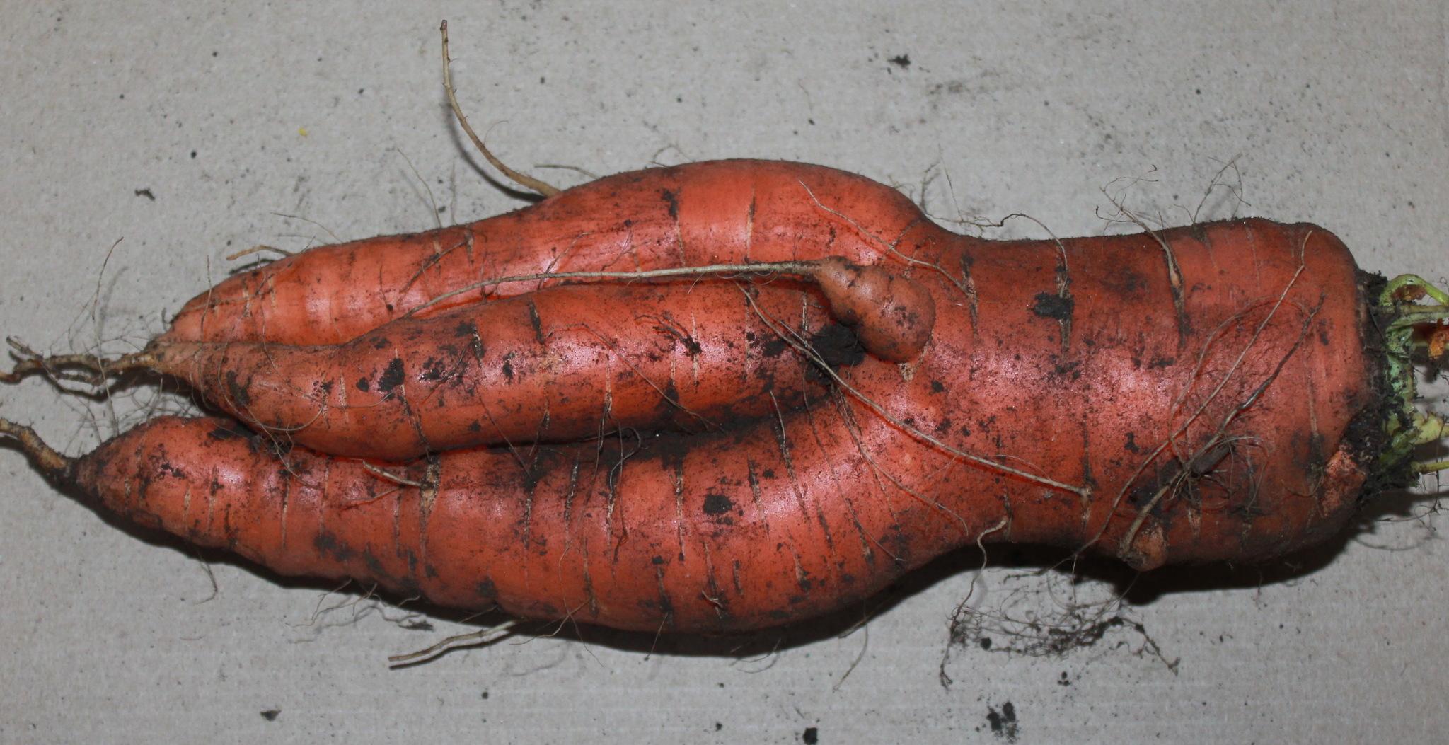 Carrot. Only carrots, and no strawberries. - My, Carrot, Harvest, Merry harvest, Fantasy, Longpost