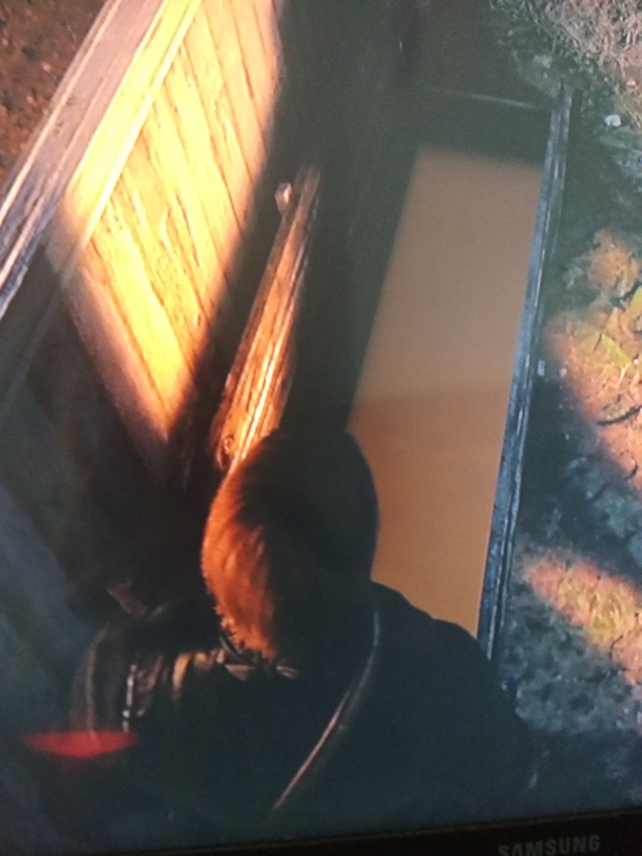 RDR2 is stuck in a trough, don't ask how or why. What should I do if I don’t want to reboot because I’ll have to go through the mission again? - Red dead redemption 2, Computer games, Bugs in games