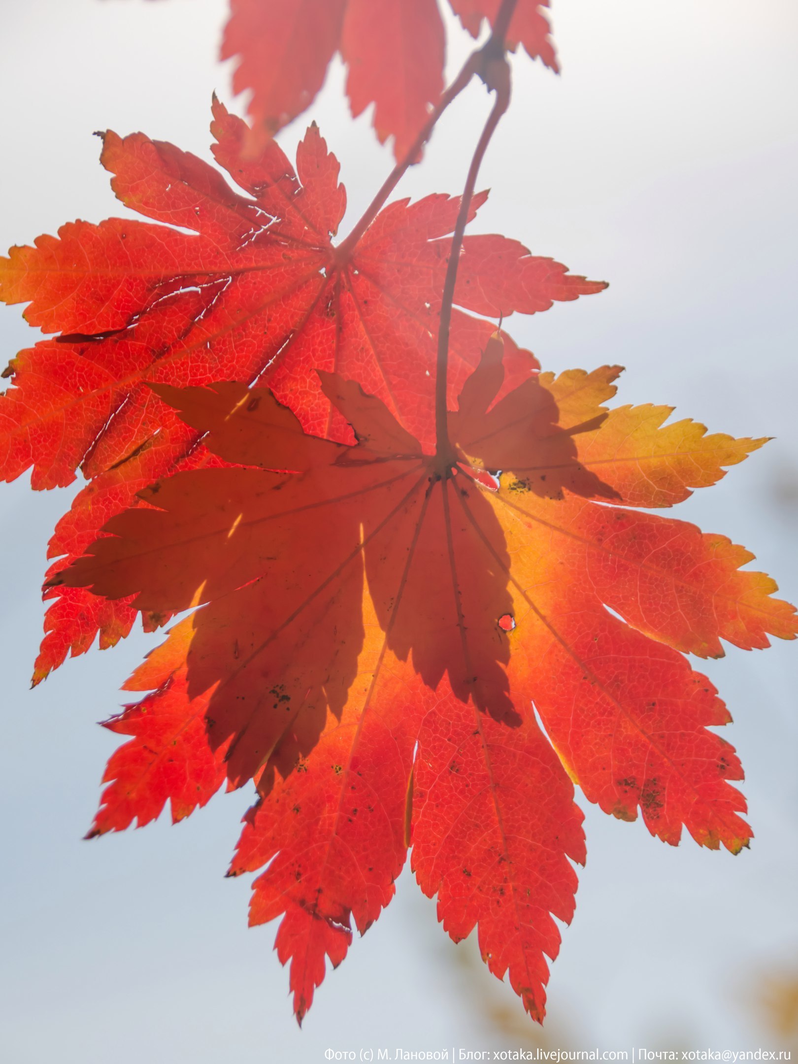 Autumn colors - My, Beginning photographer, The photo, Close-up, Autumn, Autumn leaves, Leaves, Nature, beauty of nature, Longpost