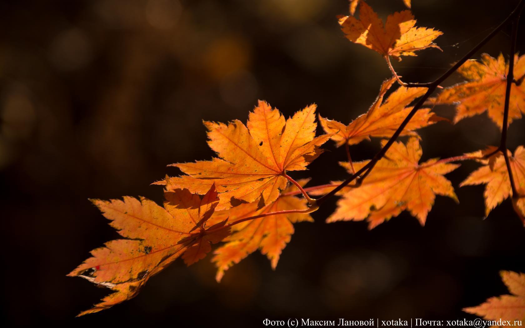 Autumn colors - My, Beginning photographer, The photo, Close-up, Autumn, Autumn leaves, Leaves, Nature, beauty of nature, Longpost