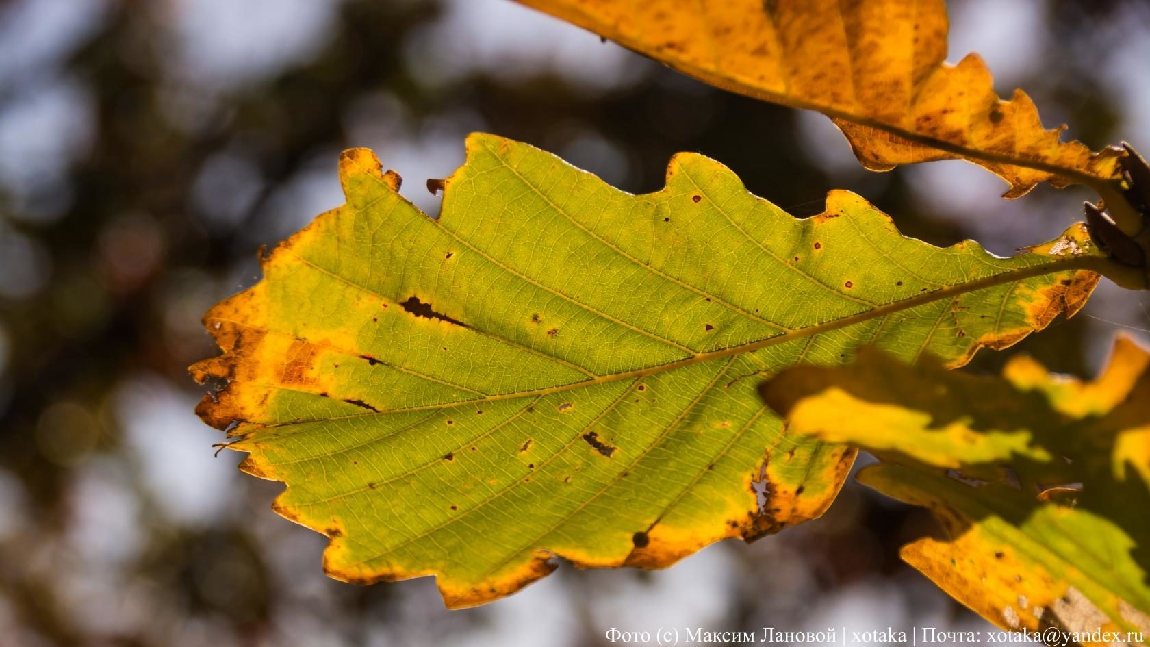 Autumn colors - My, Beginning photographer, The photo, Close-up, Autumn, Autumn leaves, Leaves, Nature, beauty of nature, Longpost