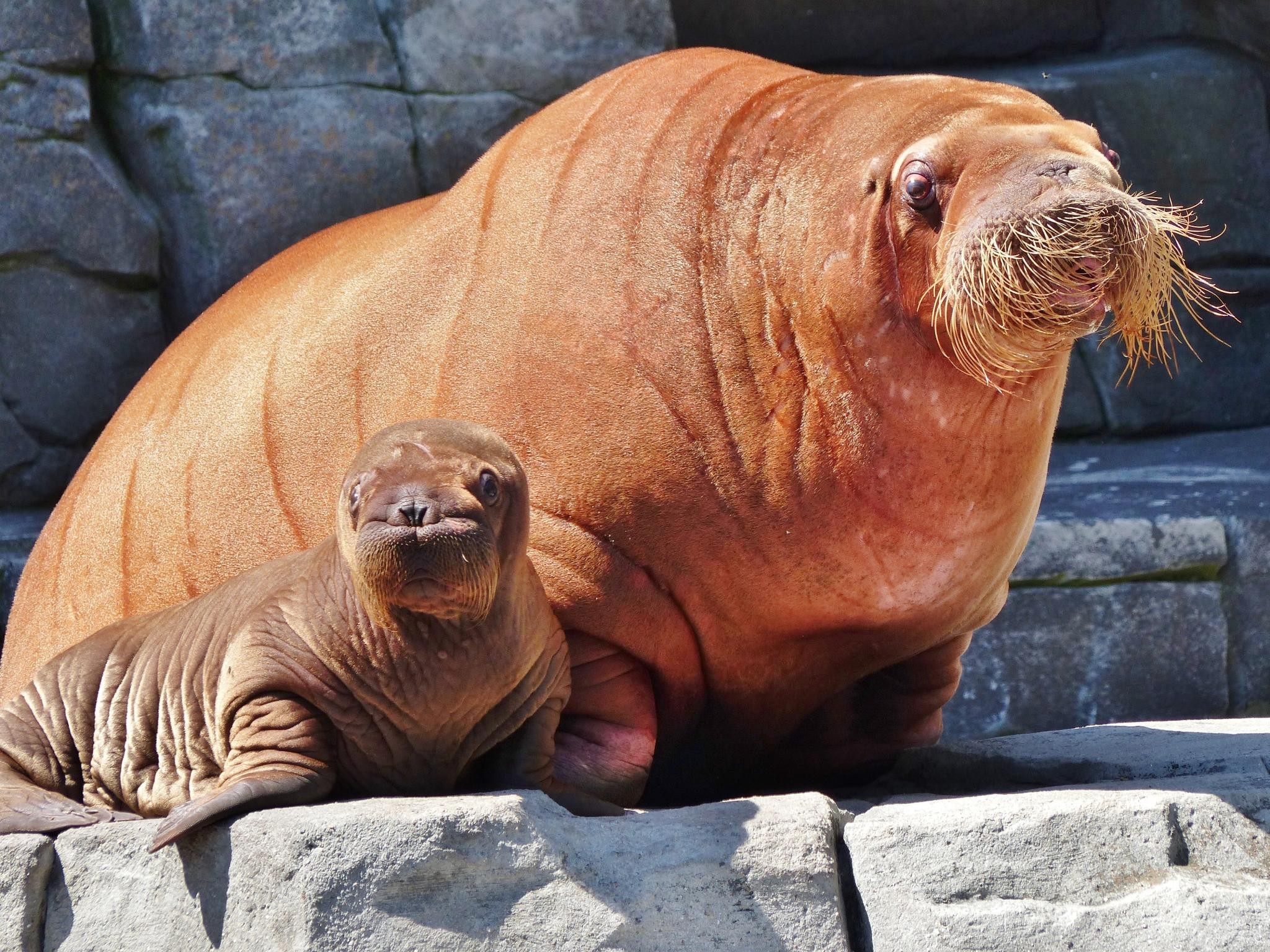 A little about walruses - Walruses, Facts, Video, Longpost