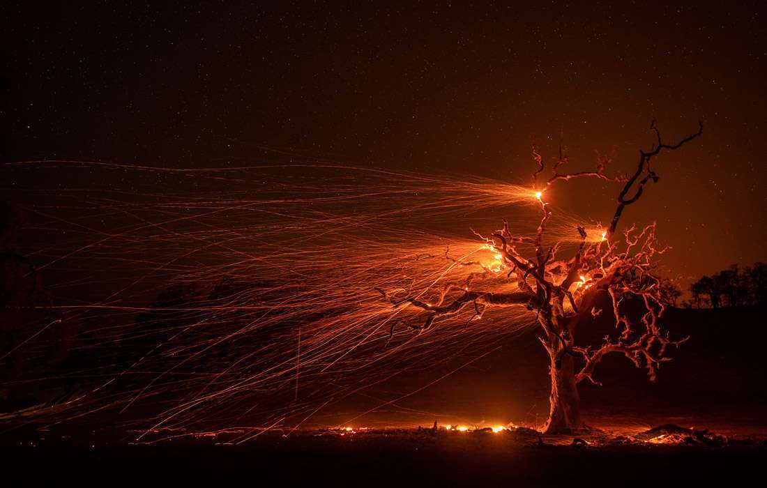 Burning Oak in Sonoma County, USA - Peace, Nature, The photo, Oak, Fire, Sonoma, USA