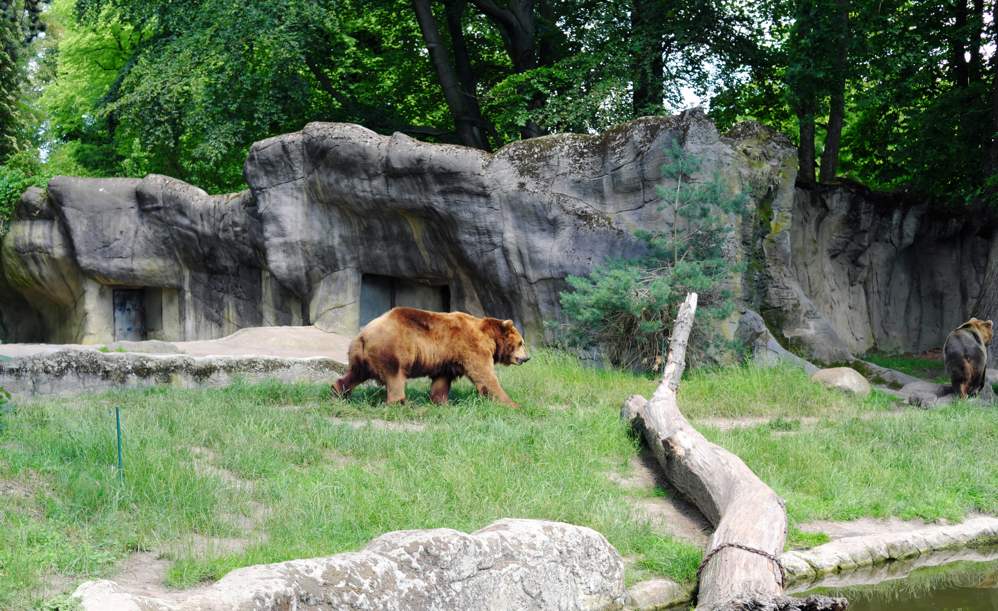 Zoo немецкий. Зоопарк в ФРГ закрыли.