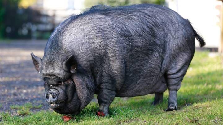 Firefighters had to work hard to get the 190kg domestic pig out of the apartment. - Increased, A book about delicious and healthy food, Longpost, Pig, Pets, Vietnamese pigs