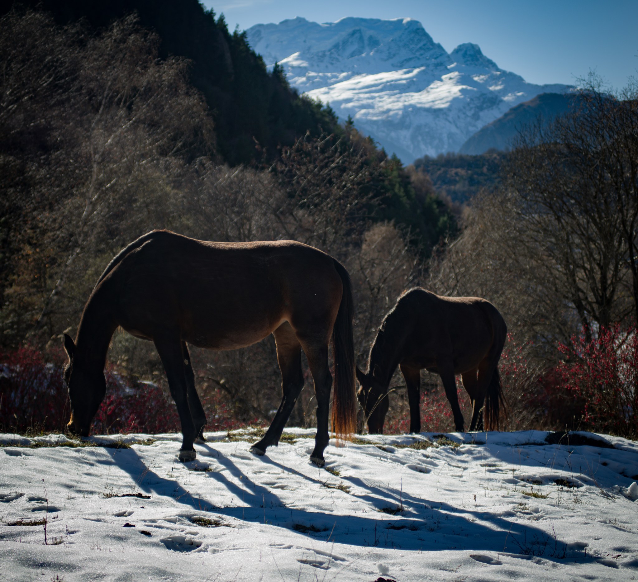 Horses in barberry - My, Horses, The mountains, The photo