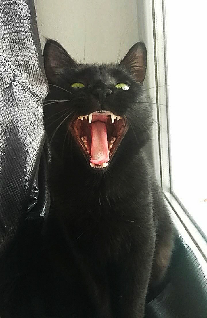 Aaaaaaah! - My, cat, Catomafia, Black cat, Pets