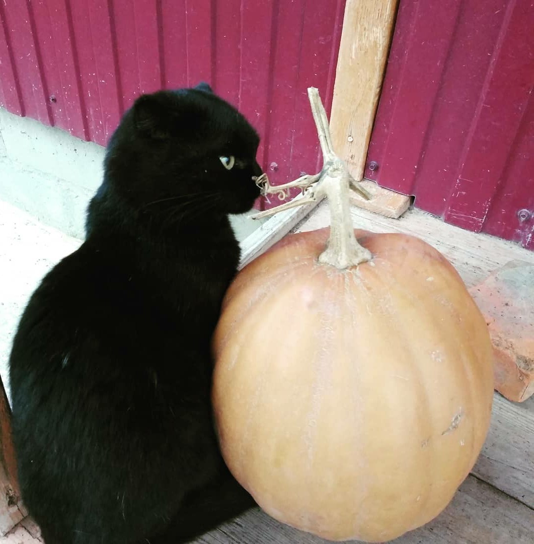 Cats and pumpkin - My, Mobile photography, cat, Cat family, Longpost