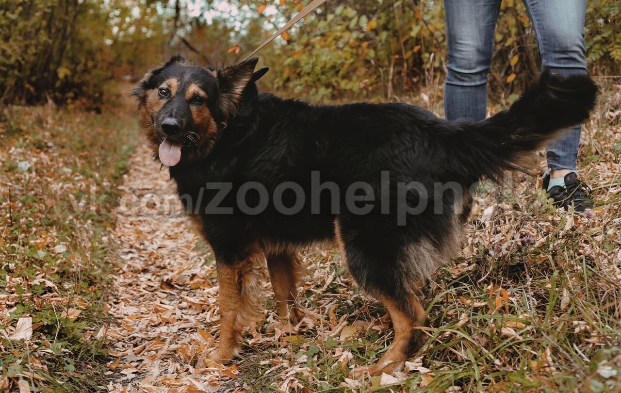 A crowd of dogs (and there will be kittens too) is looking for a home Novosibirsk - My, In good hands, Novosibirsk, Dog, Kittens, Looking for a home for a dog, No rating, Longpost