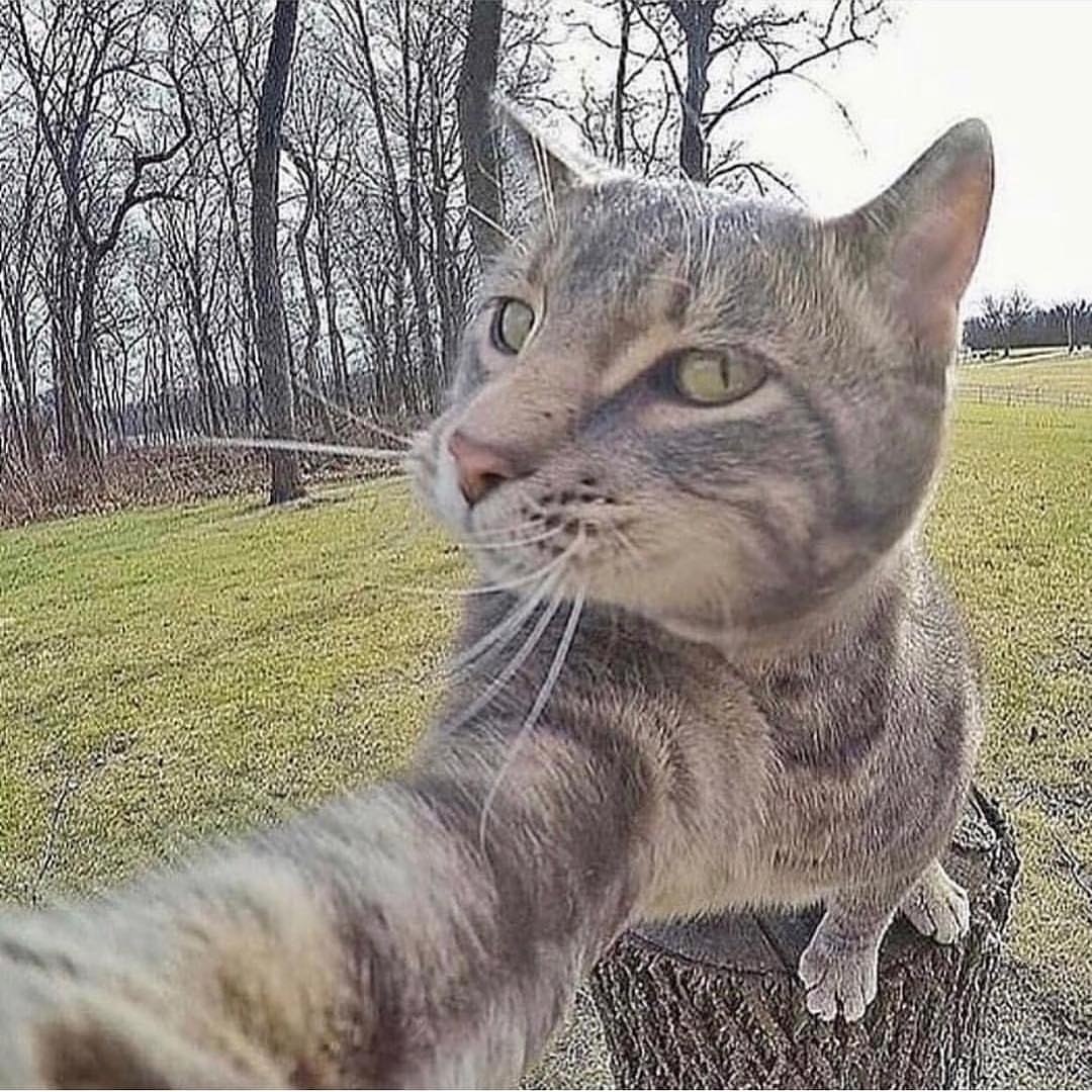 Selfie - Selfie, Animals, Friends, Longpost, cat, Dog