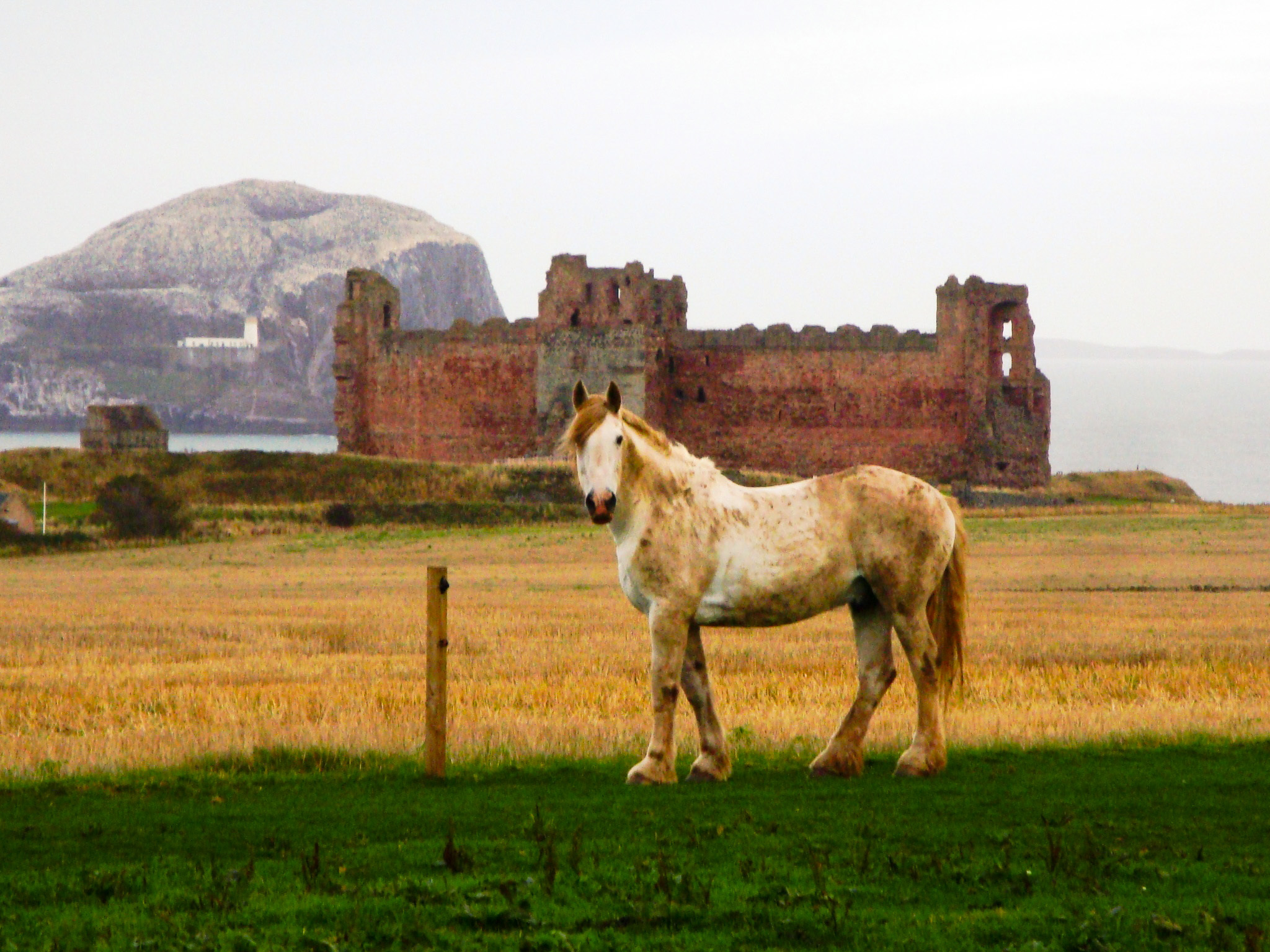 Tantallon - My, Scotland, Locks, Horses, Longpost, Castle of Tantallon