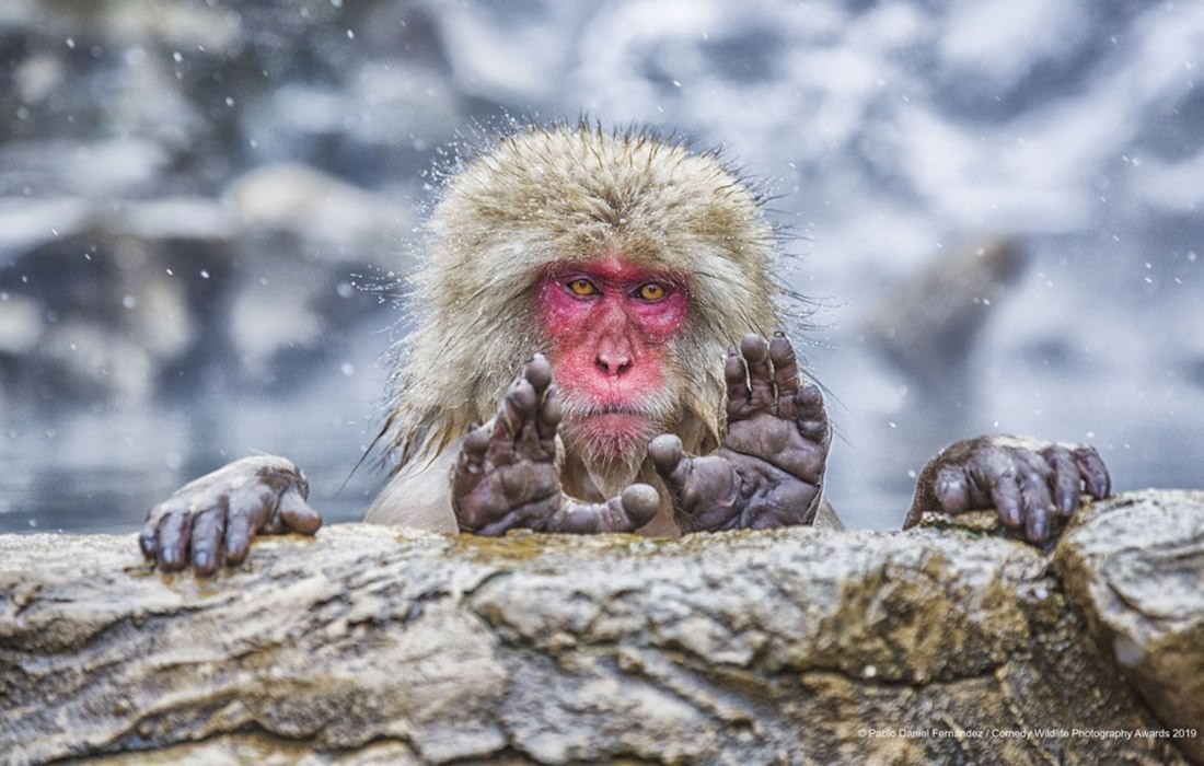 Comedy Wildlife Photography Awards 2019 - The photo, Longpost, Memes, Animals, Competition