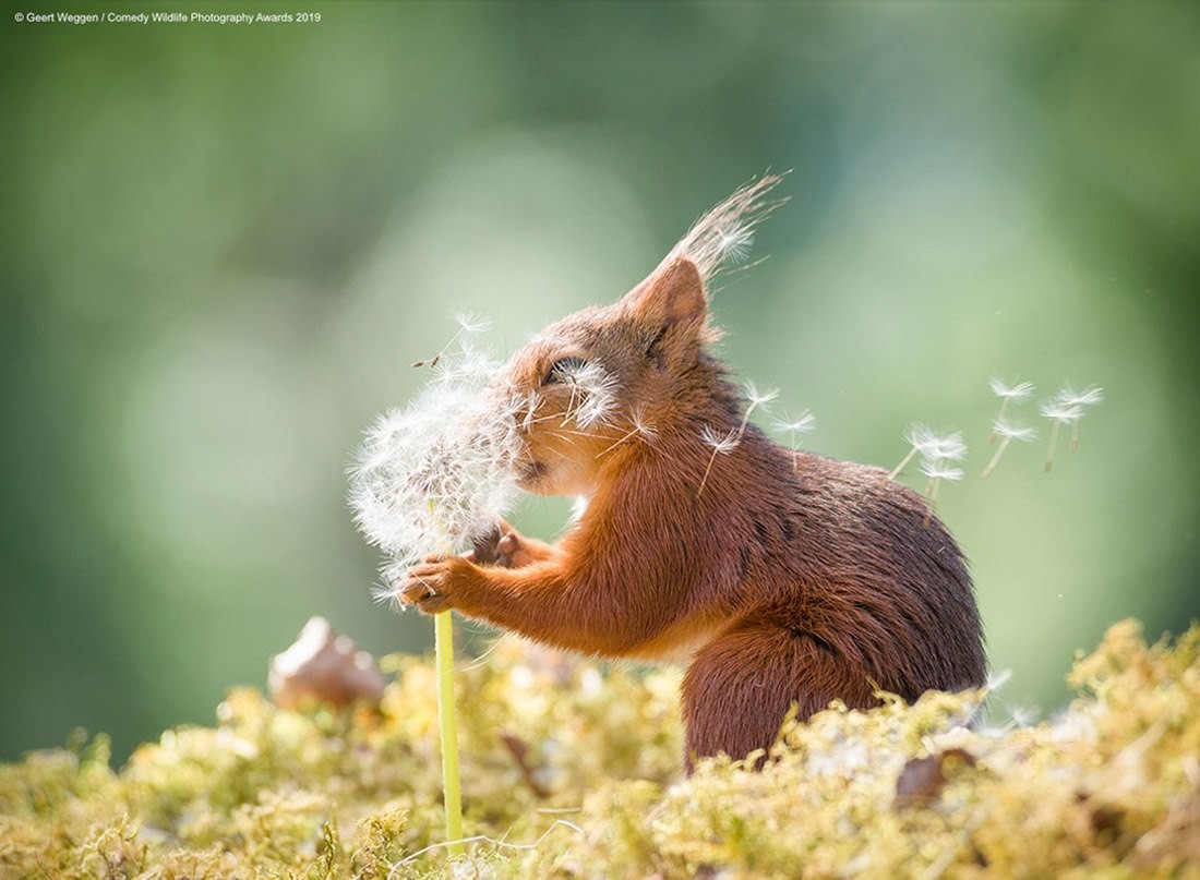 Comedy Wildlife Photography Awards 2019 - The photo, Longpost, Memes, Animals, Competition