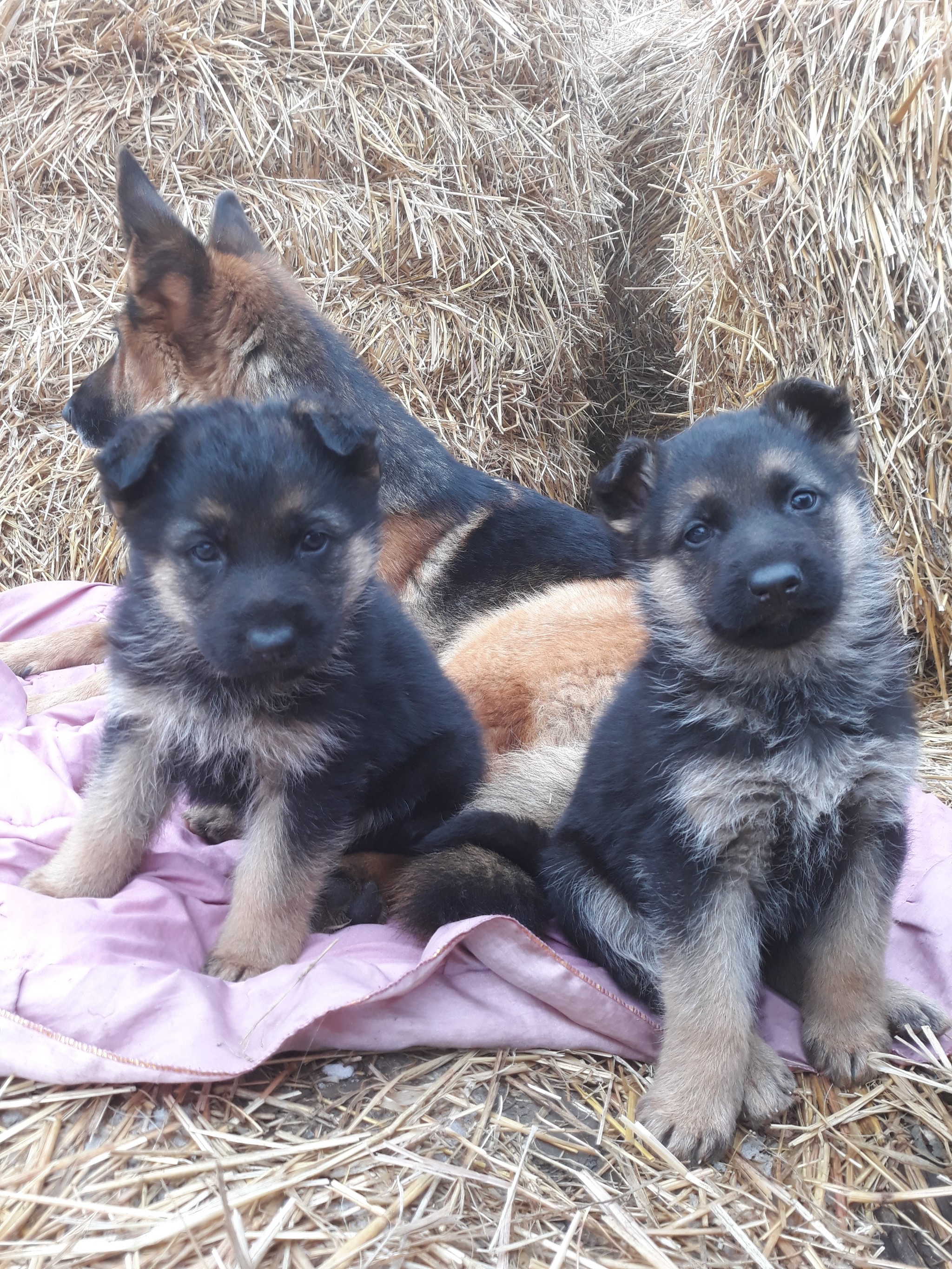 Shepherd puppies - My, Puppies, German Shepherd, Milota, Dog, Longpost, Pets