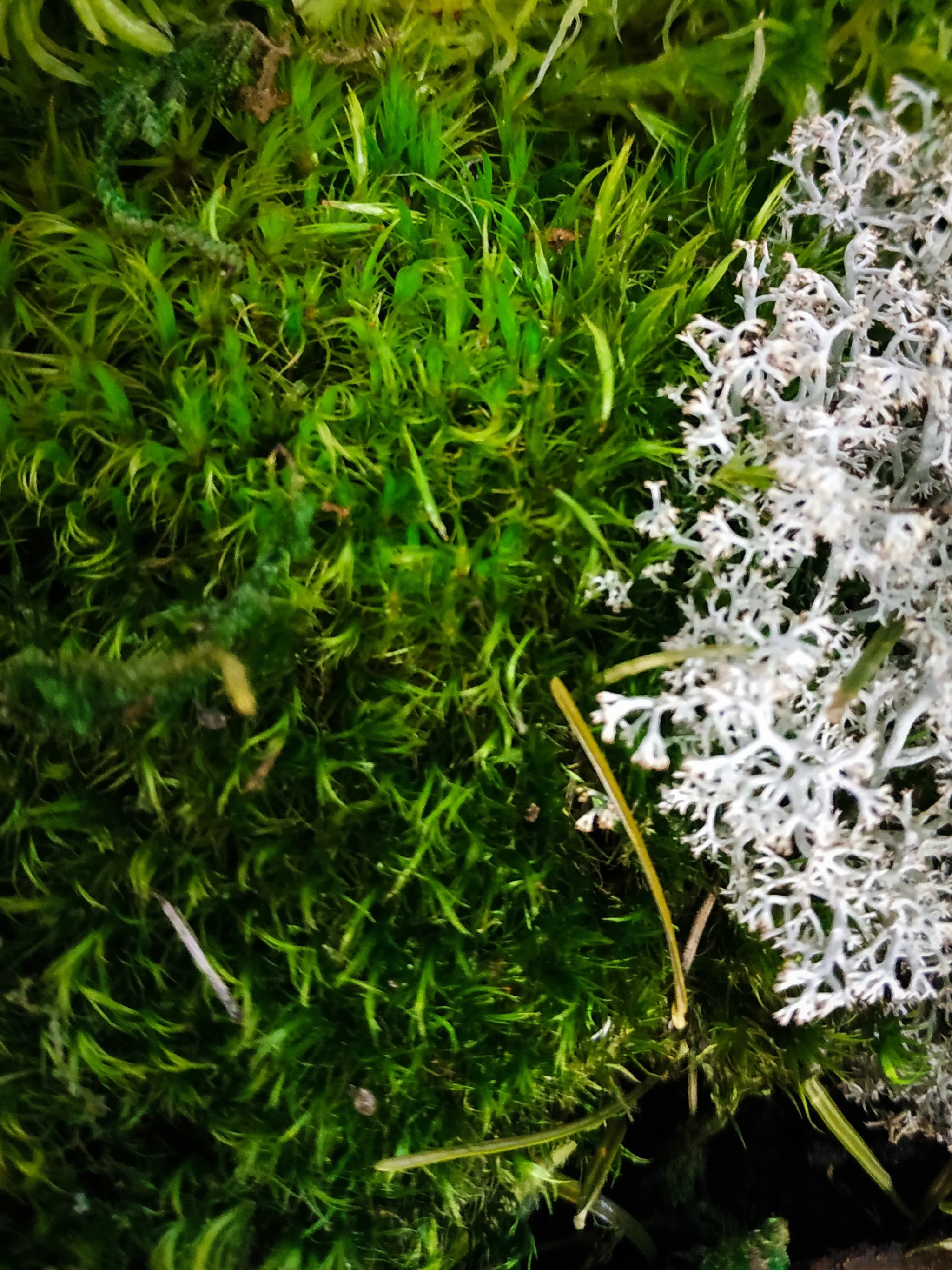 There can never be too much moss... - My, Macro photography, Moss, Reindeer moss, Beginning photographer, Longpost