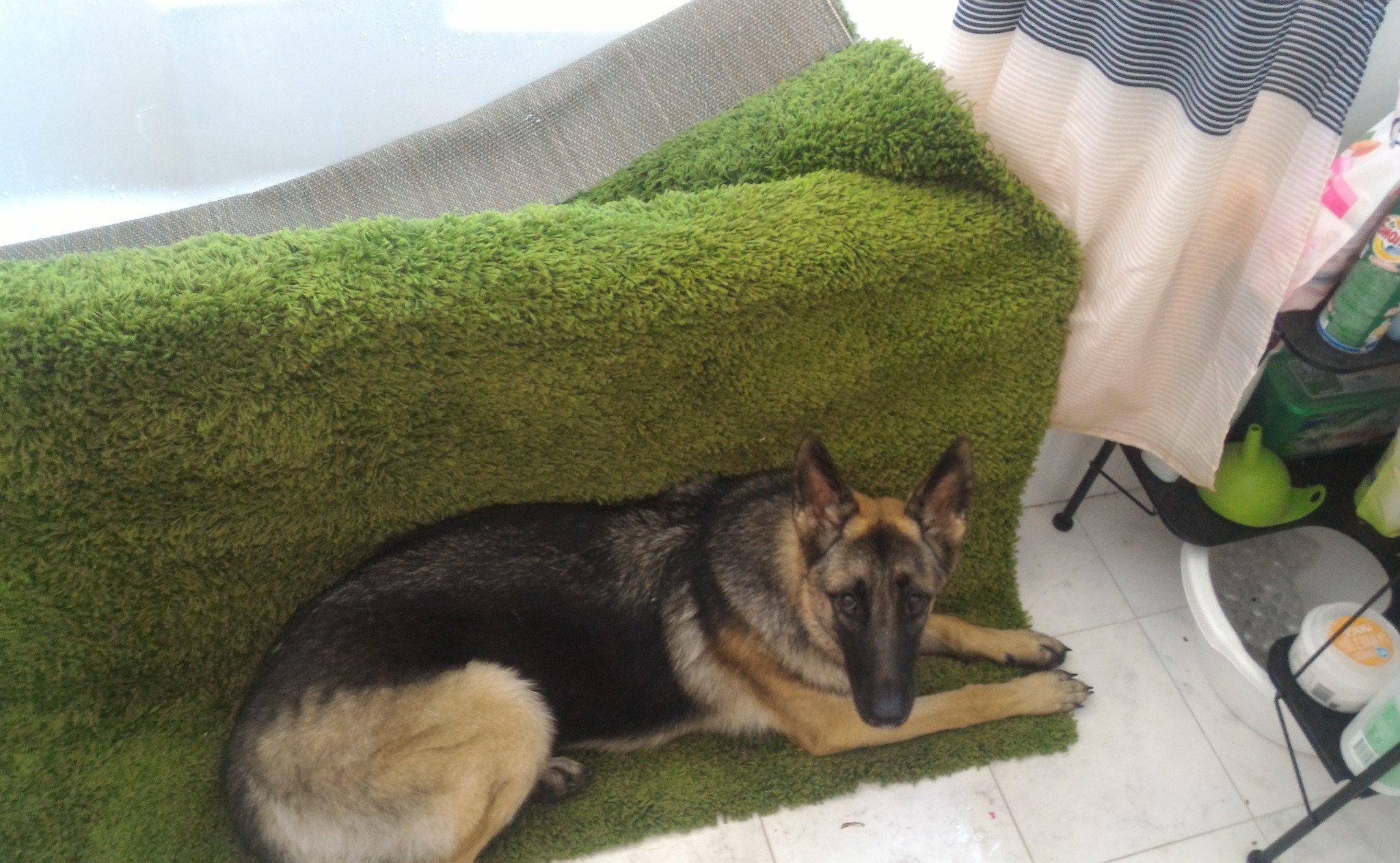 When your mother wants to drown your favorite rug, and you are trying to save it. - My, Dog, Sheepdog, Carpet, Washing