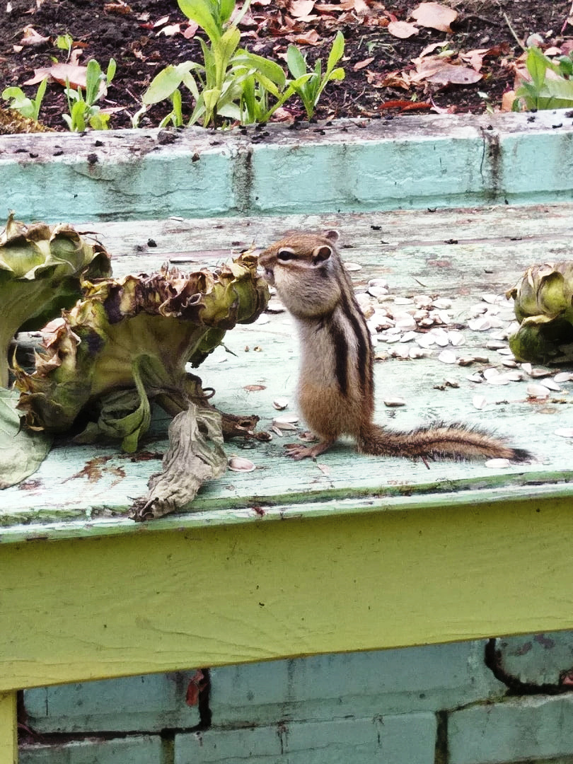 Our lovely neighbors - My, The photo, Animals, Dacha, archive, Feeding, Autumn visits, Longpost