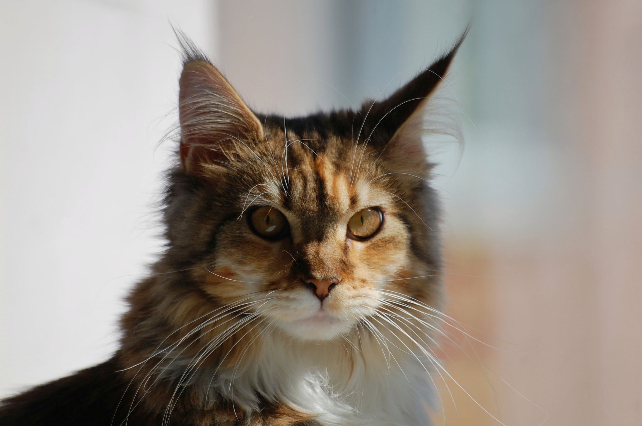 Oh that look - My, Maine Coon, Longpost, Catomafia, cat