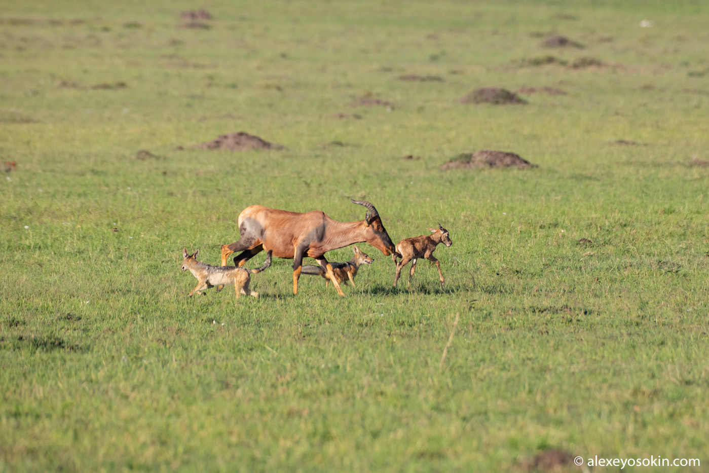 Did he survive or not? Antelope versus jackals or how difficult it is to give birth in the savannah 2 - Alexey Osokin, Antelope, Africa, Jackals, Childbirth, Longpost