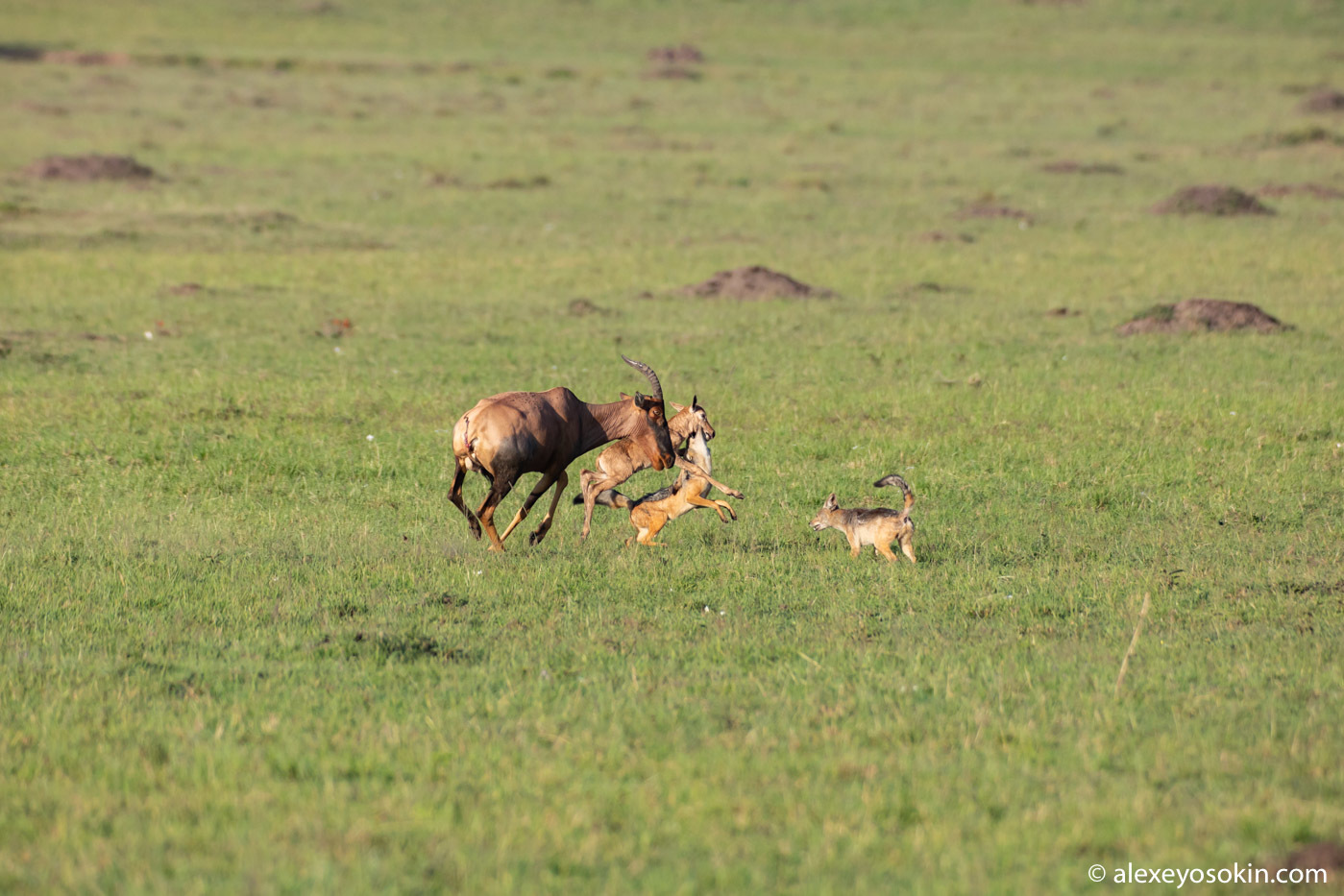 Did he survive or not? Antelope versus jackals or how difficult it is to give birth in the savannah 2 - Alexey Osokin, Antelope, Africa, Jackals, Childbirth, Longpost