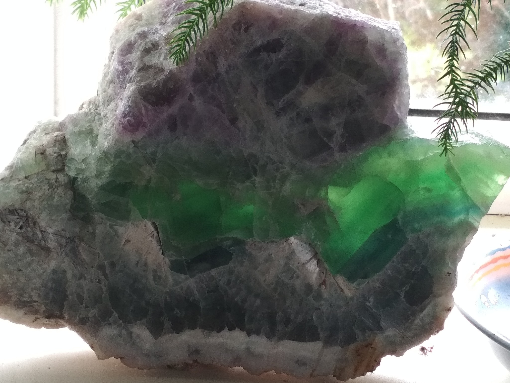 Fluorite and araucaria have found each other - My, Fluorite, Plants, Minerals, The photo, Longpost