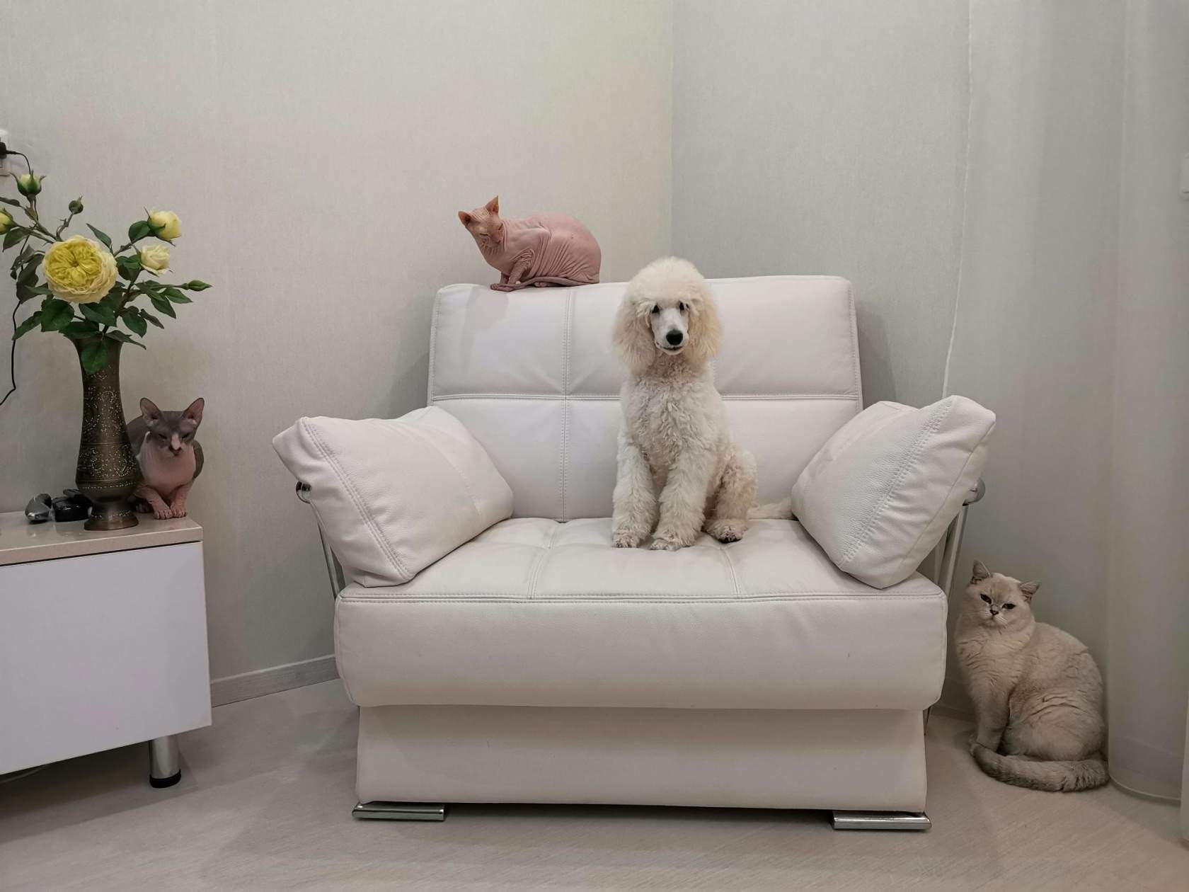 White poodle, or dreams must come true! - My, Dog, Family, Longpost, White, Poodle, Royal Poodle