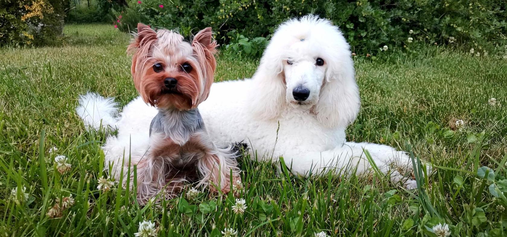 White poodle, or dreams must come true! - My, Dog, Family, Longpost, White, Poodle, Royal Poodle