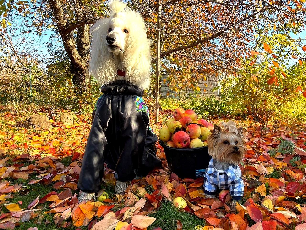 White poodle, or dreams must come true! - My, Dog, Family, Longpost, White, Poodle, Royal Poodle