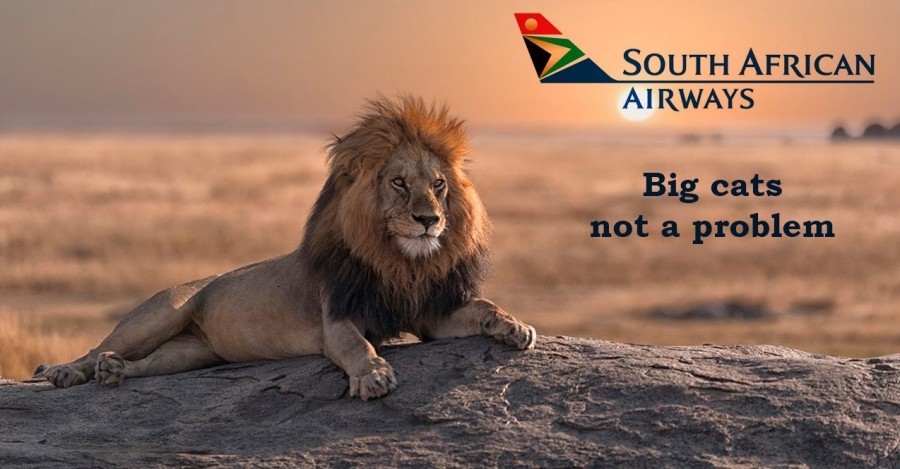 Всегда котов! | Пикабу