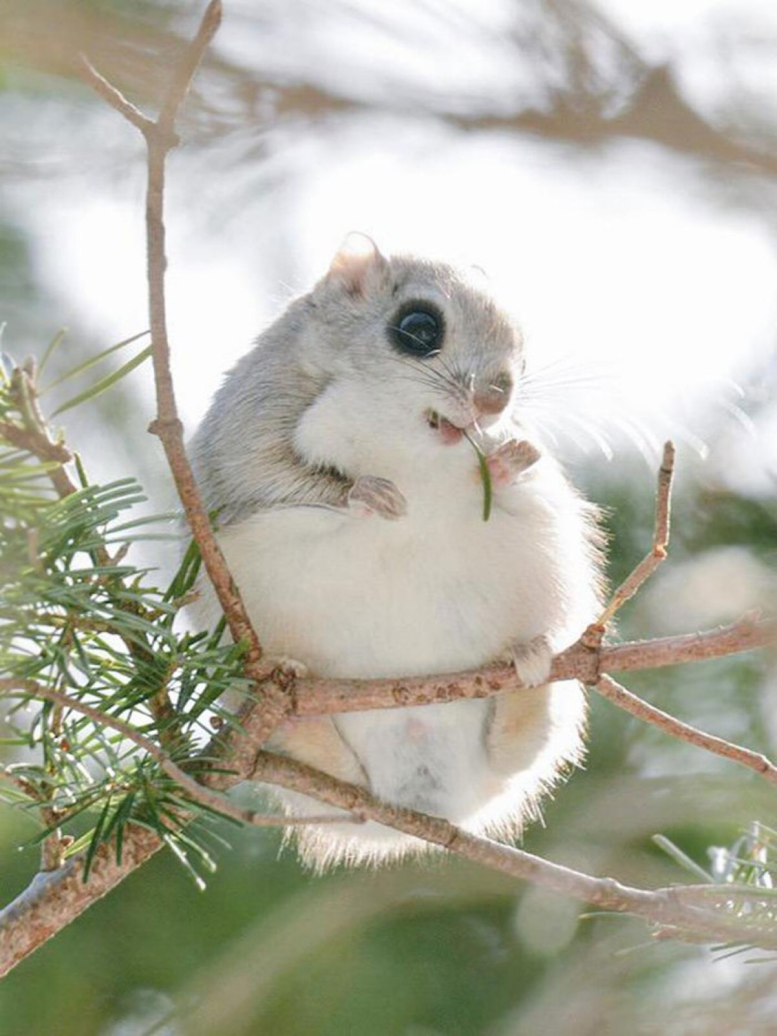 Momonga is a Japanese flying squirrel. - Nature, Animals, The photo, Milota, Squirrel, Longpost, Ainz ooal gown