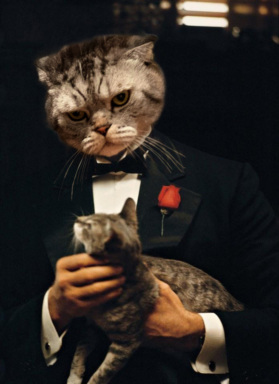 Godfather from @ssobol - My, Catomafia, cat, FamousNiki