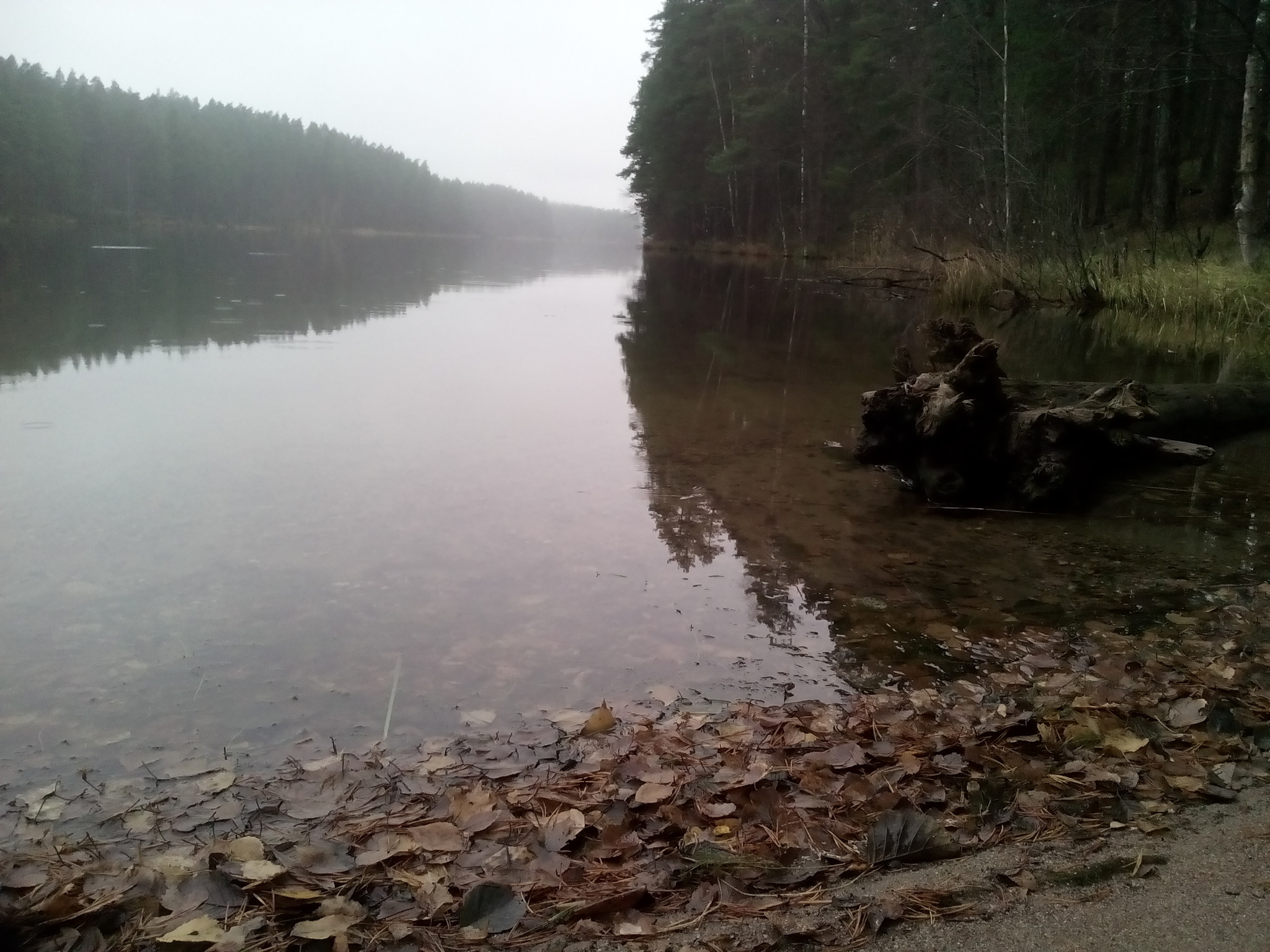 Ride hedgehog in the fog - My, A bike, Bike ride, Autumn, Karelian Isthmus, Longpost